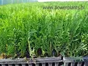 POWERPLANTS11